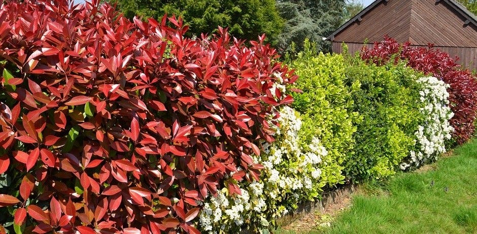 Plantes de haies