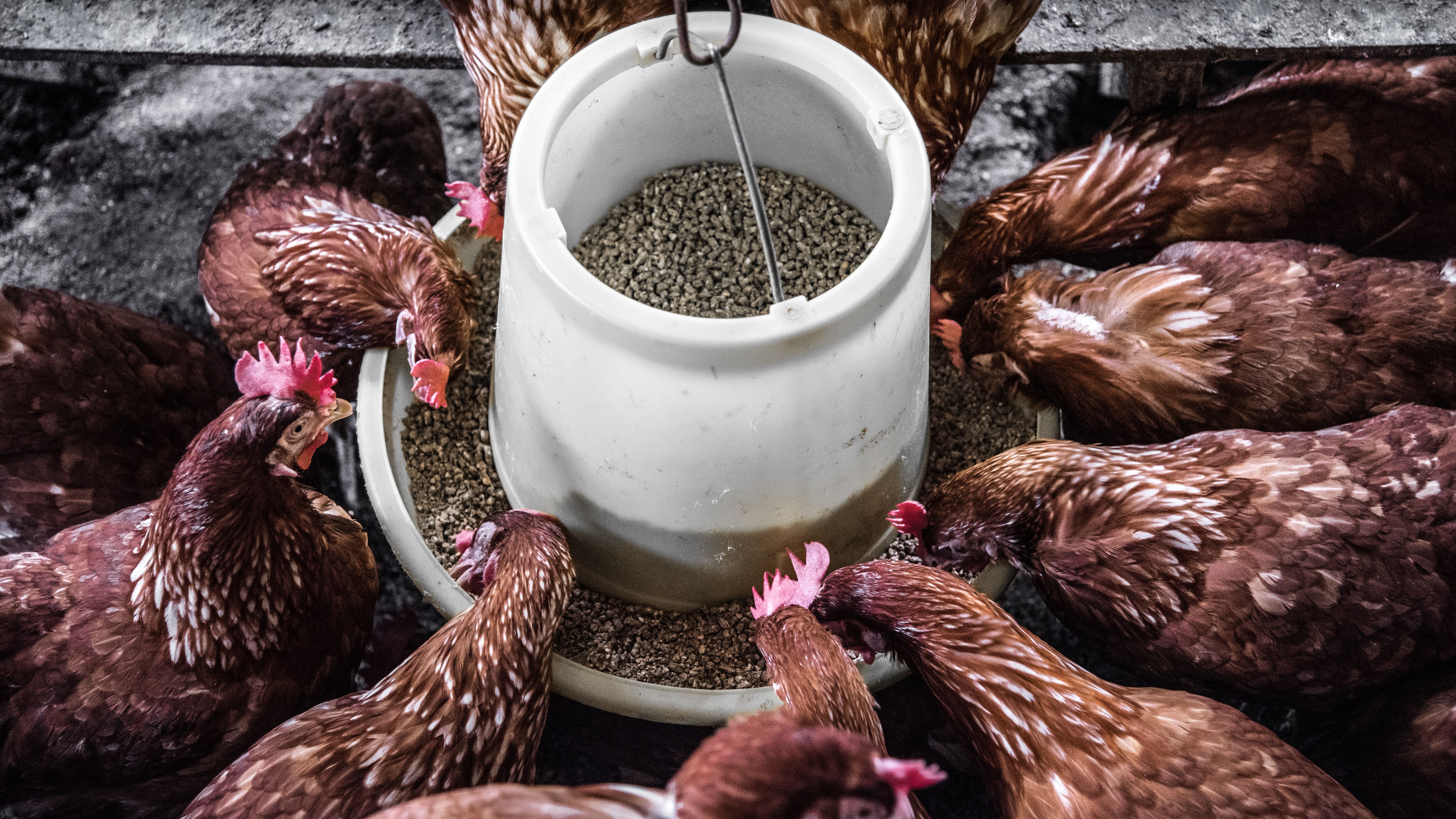 Alimentation animaux de basse-cour, moutons, chèvres 