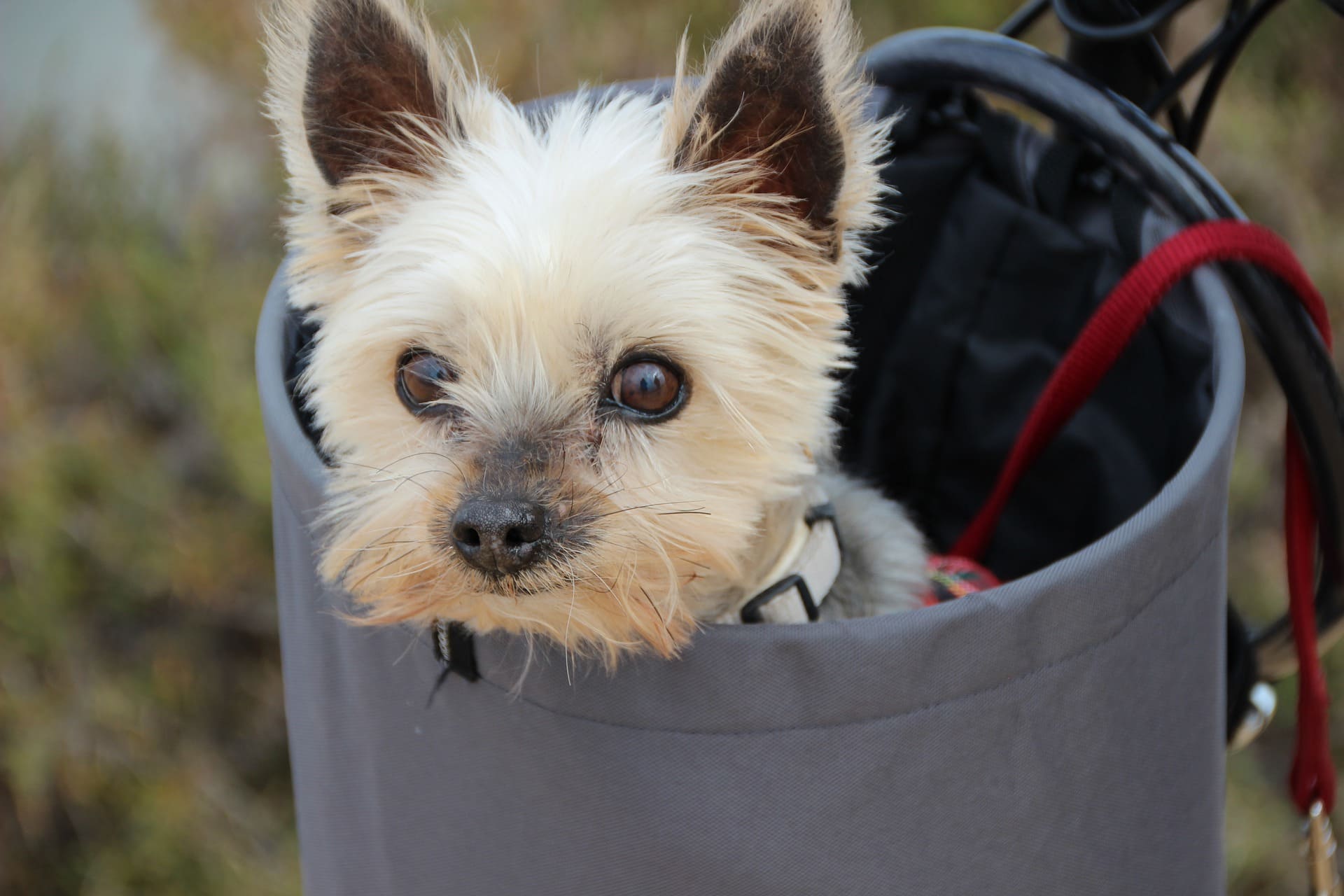 Sac de transport pour chien Madison vert L.44 x l.25 × H.29 cm - Jardiland