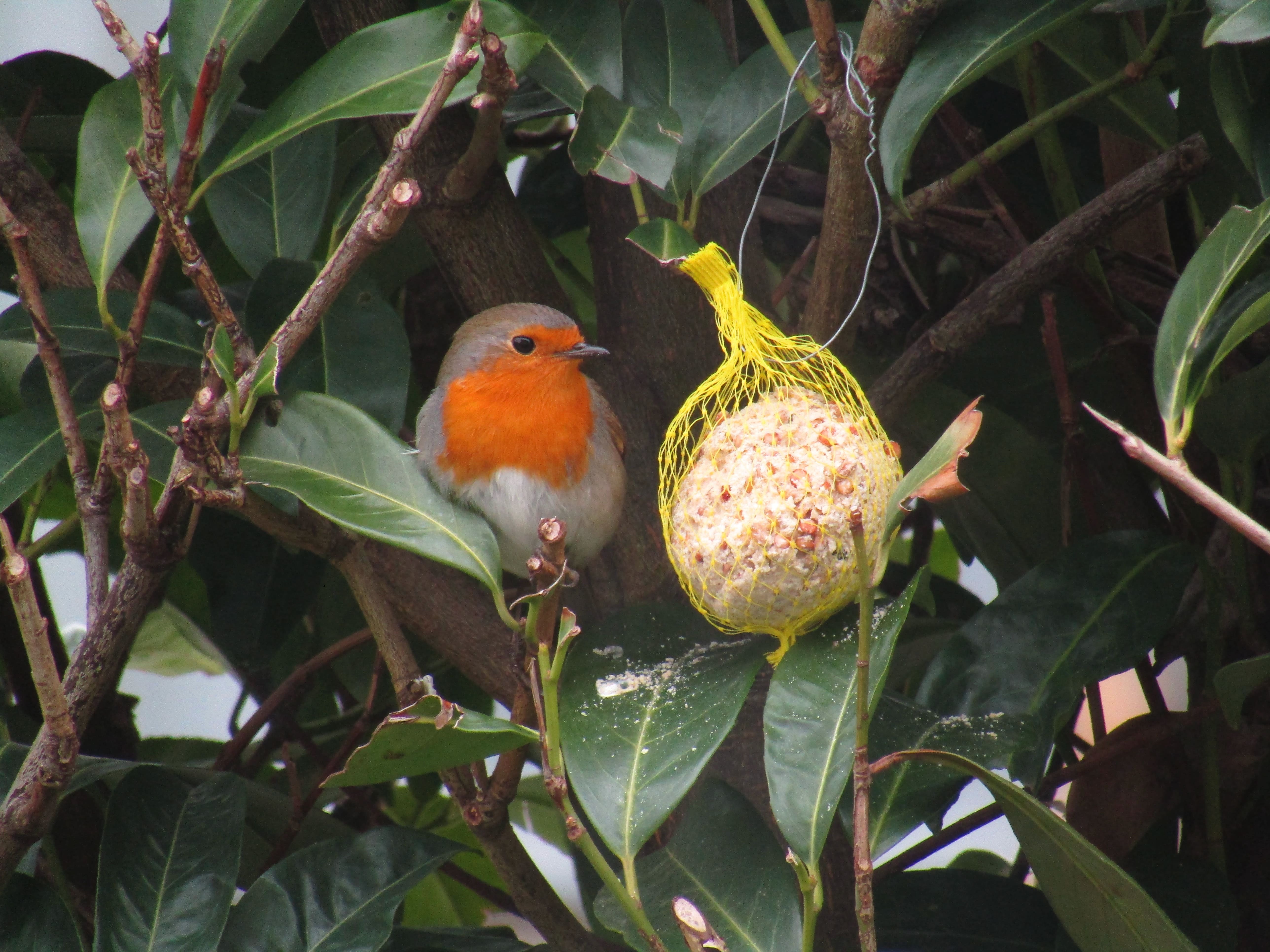 Singing Friend - Multi Tara - Support Multifonctions pour Graines ou Boules  de Graisse pour Oiseaux des Jardins - Plastique Recyclé : 9,99 €