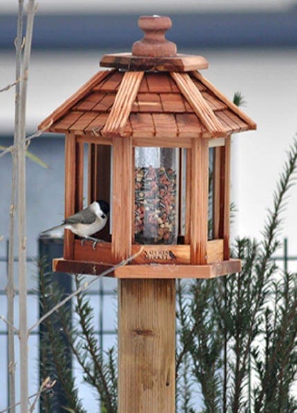 Mangeoire Pétillante en tube grillagé pour boules de graisse pour oiseaux