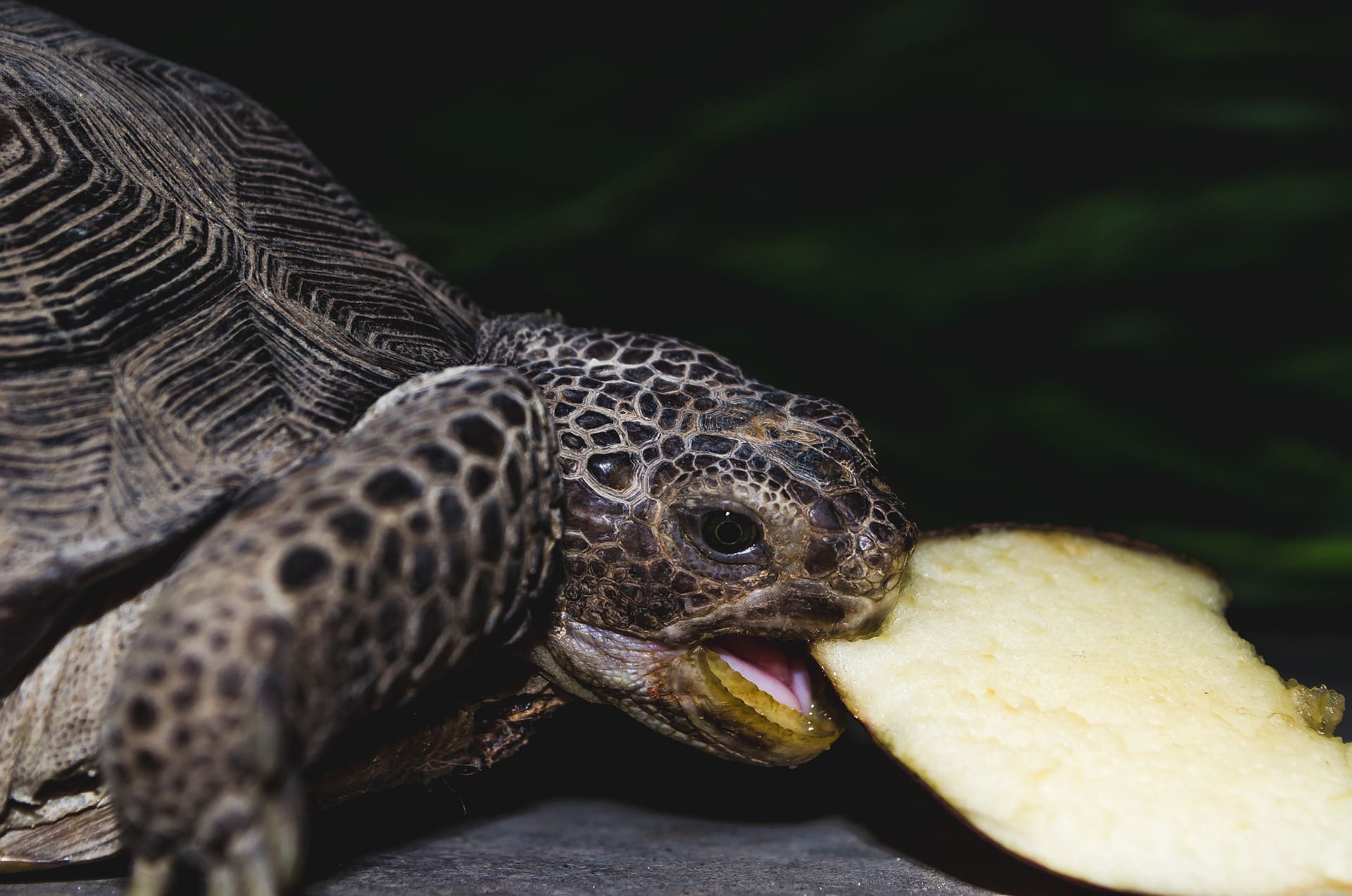Reptile et amphibien Reptile et amphibien