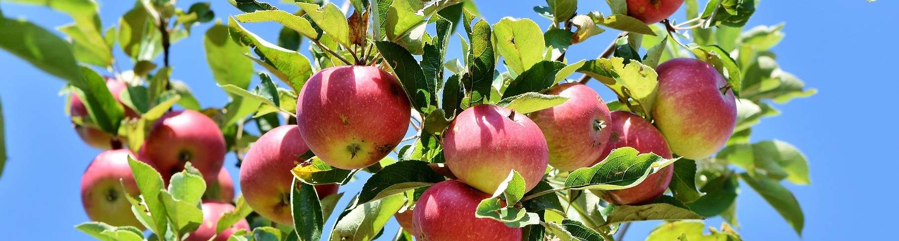 Arbre fruitier Arbre fruitier