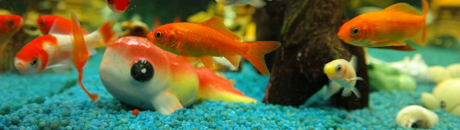 Aquarium et meuble Aquarium et meuble