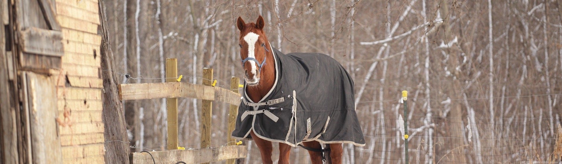 Equipement du cheval