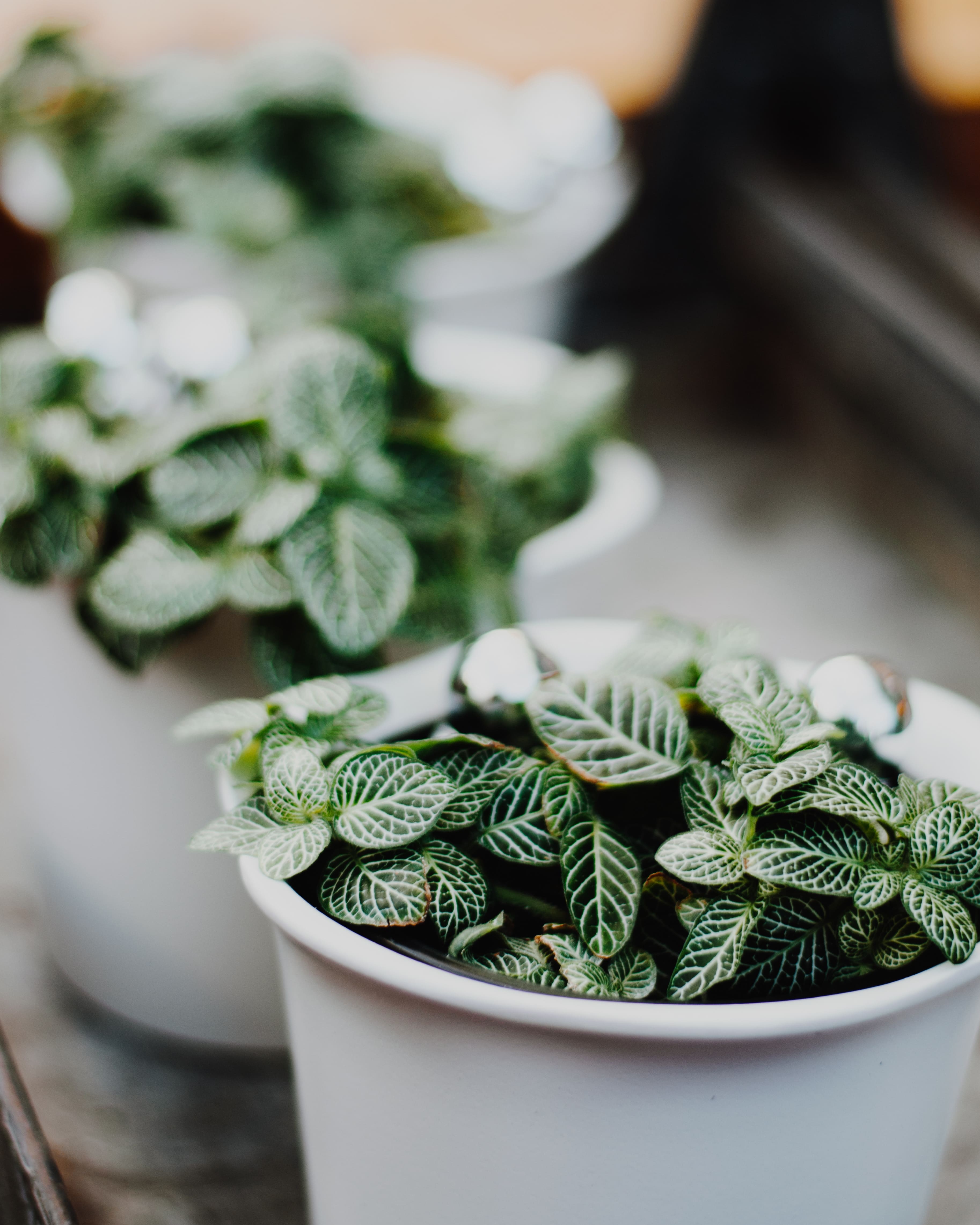 Pot et jardinière plastique