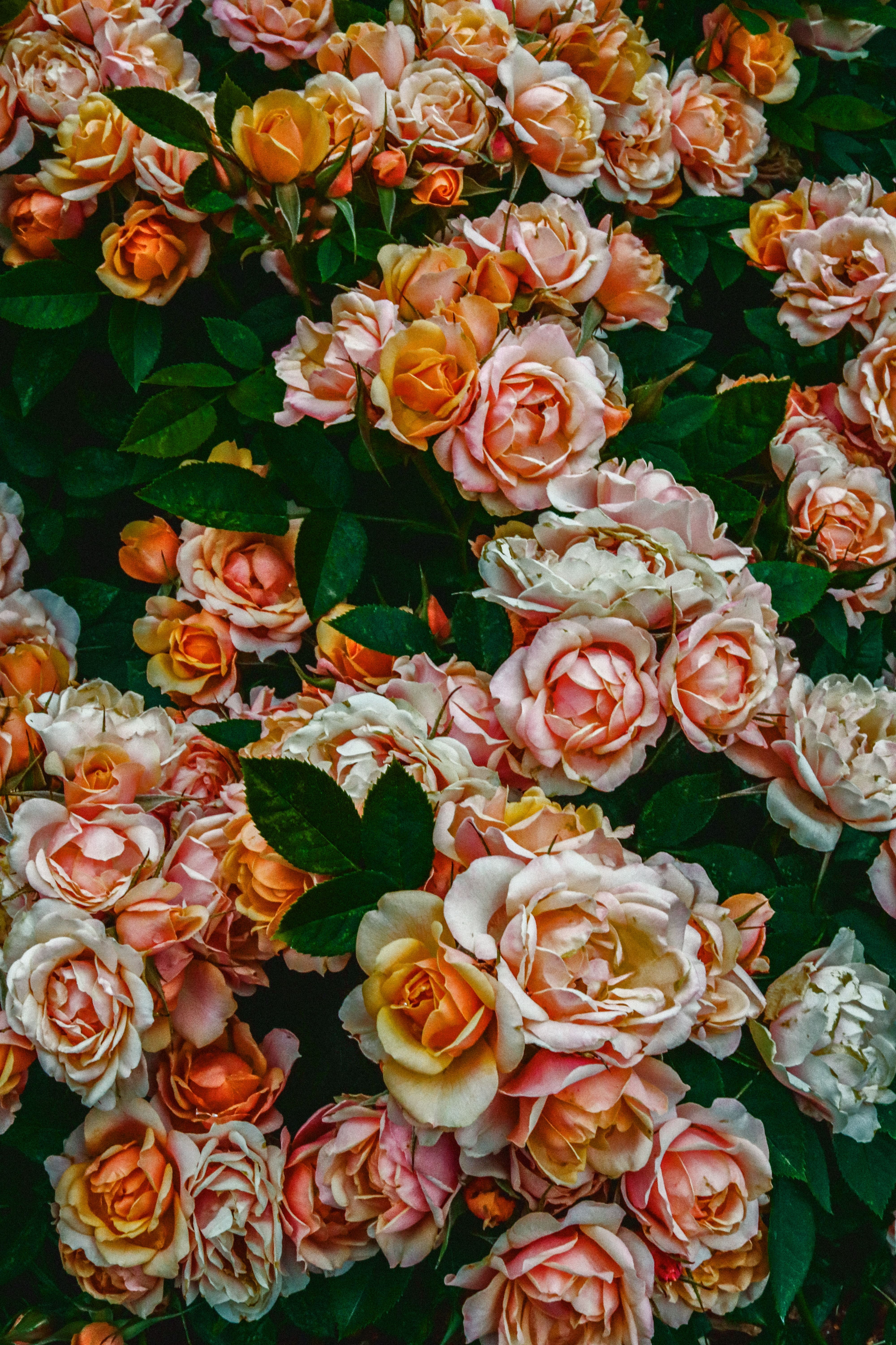 Rosier Rosier