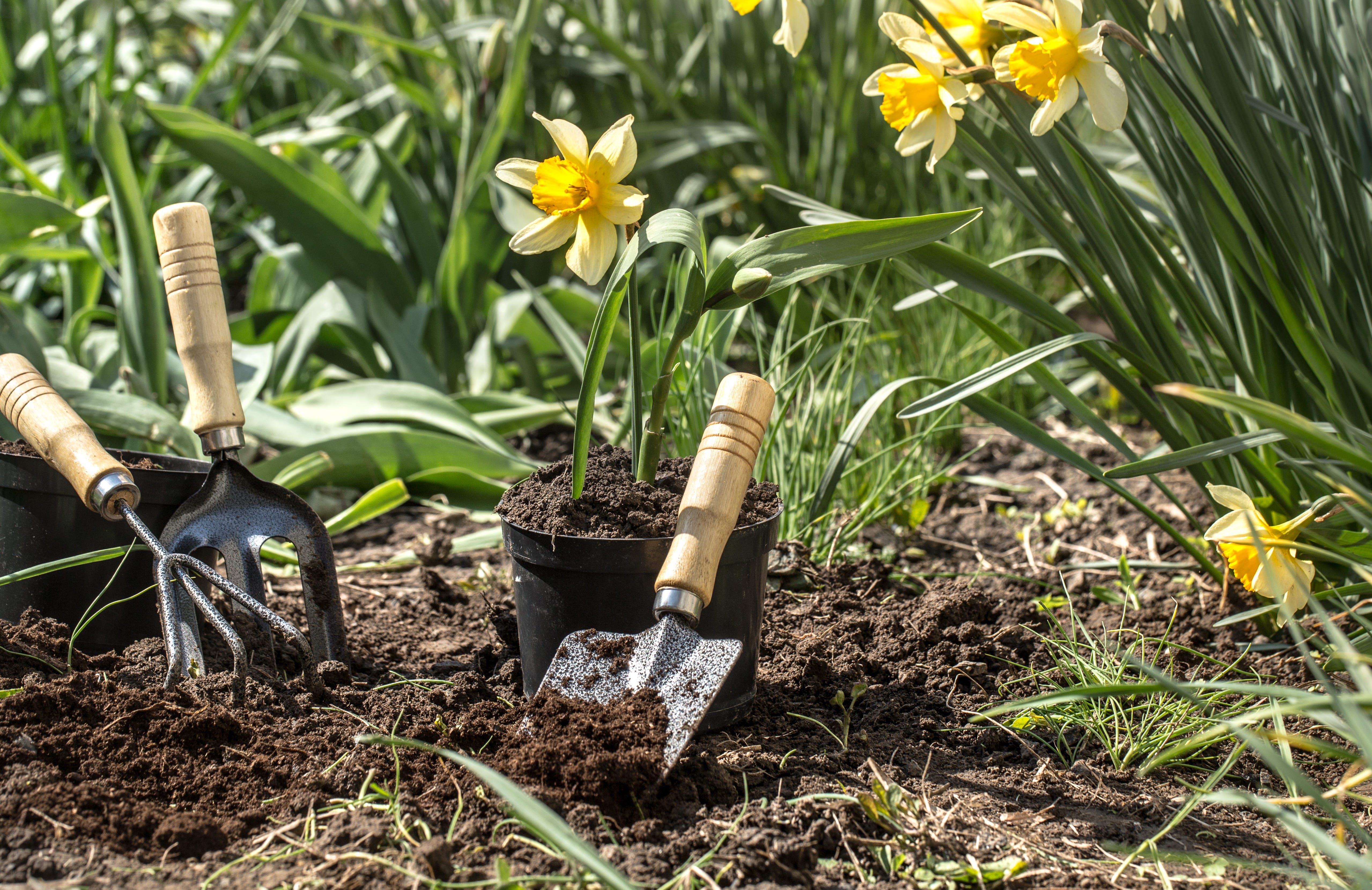 Outils à main du jardinier