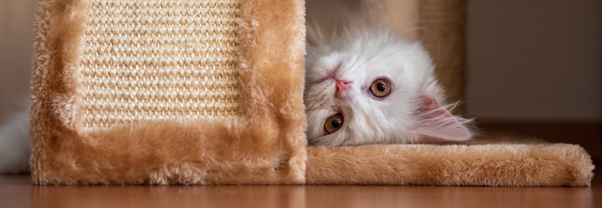 Jouet, griffoir, arbre à chat Jouet, griffoir, arbre à chat