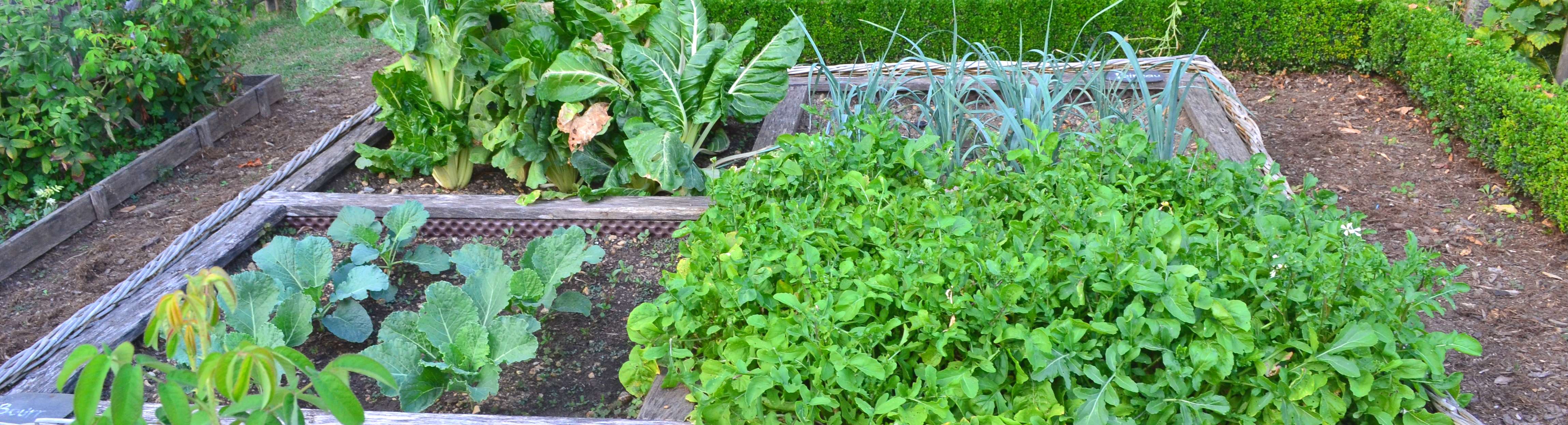 Plant du potager