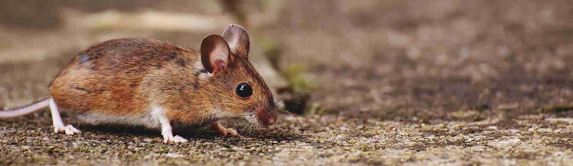 Piège électrique pour rats & souris - BSI