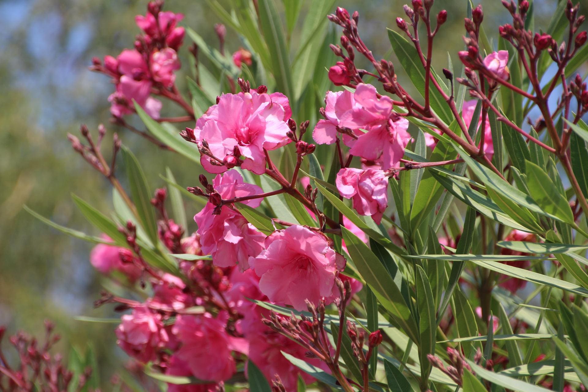 Plante climat doux