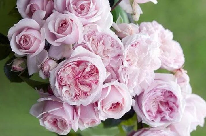 Rosiers TERAGILE