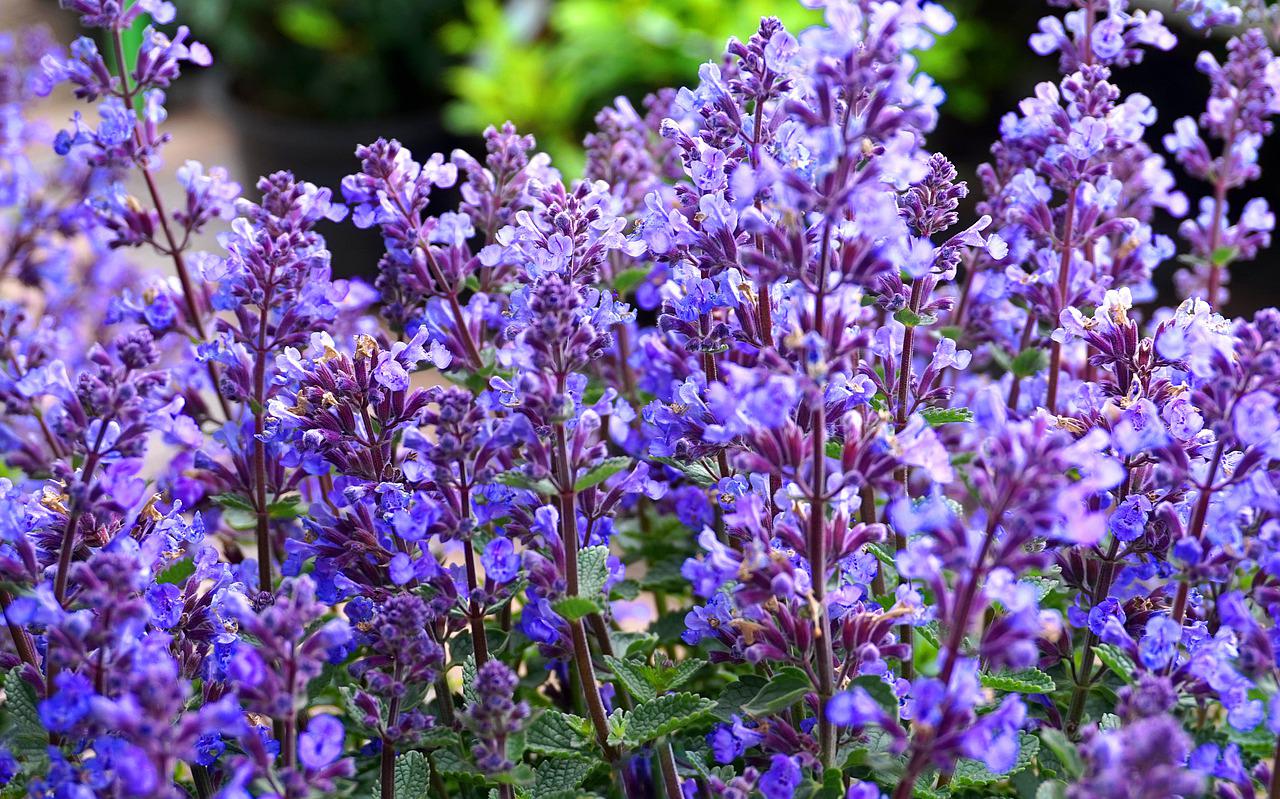 Plante vivace Plante vivace