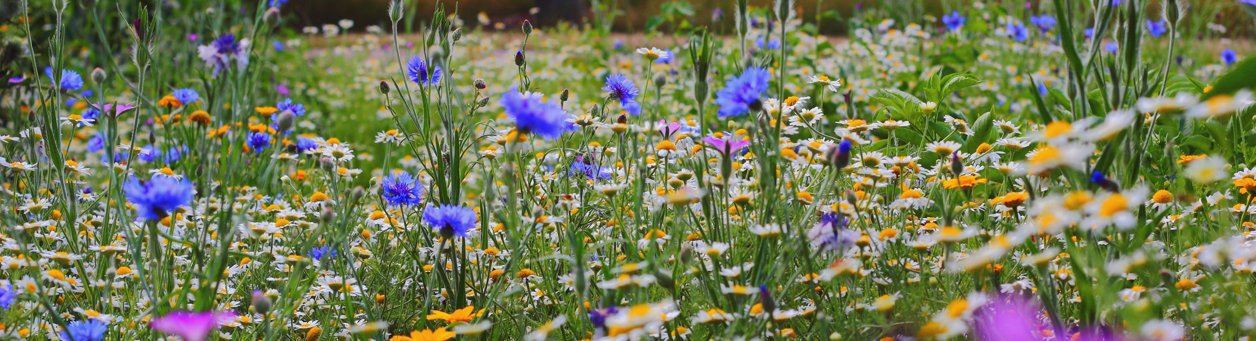 Semence fleur Semence fleur