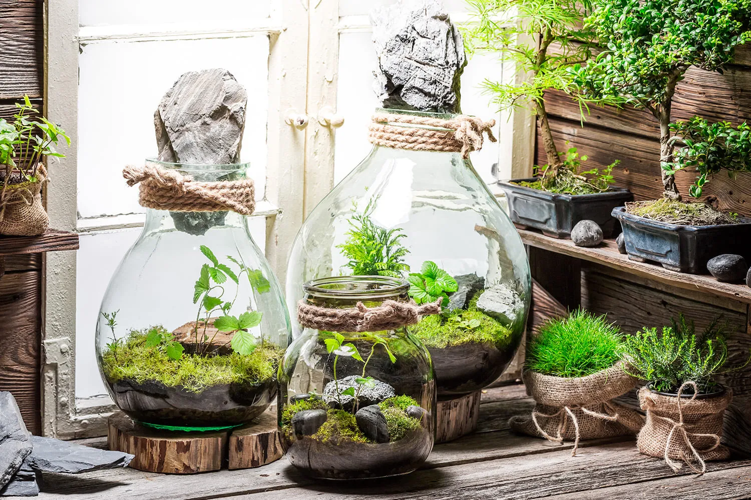 Terrarium - Plante d'intérieur 