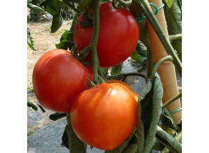 Tomate ronde "Fournaise" Pot 0.5L