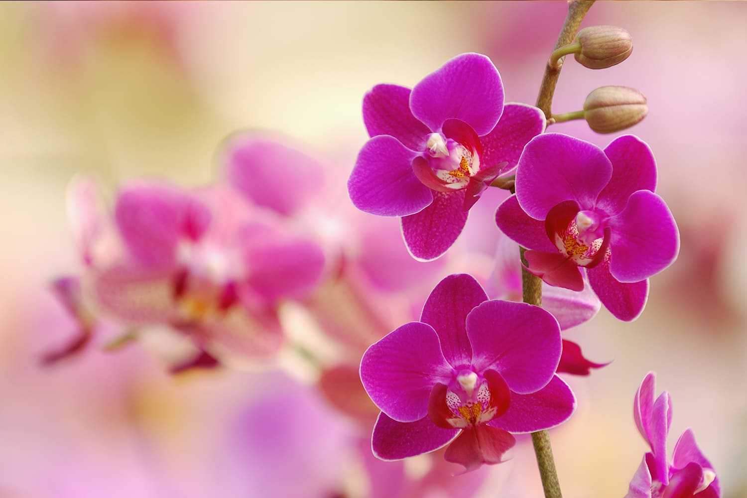 ORCHIDEE ROSE,VIOLETTE OU BLANCHE AVEC CACHE POT