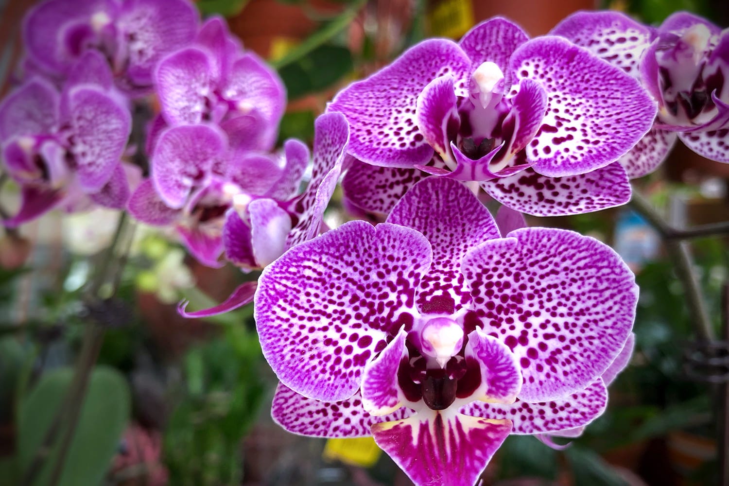 Orchidée Vanda : plantation, entretien, soin