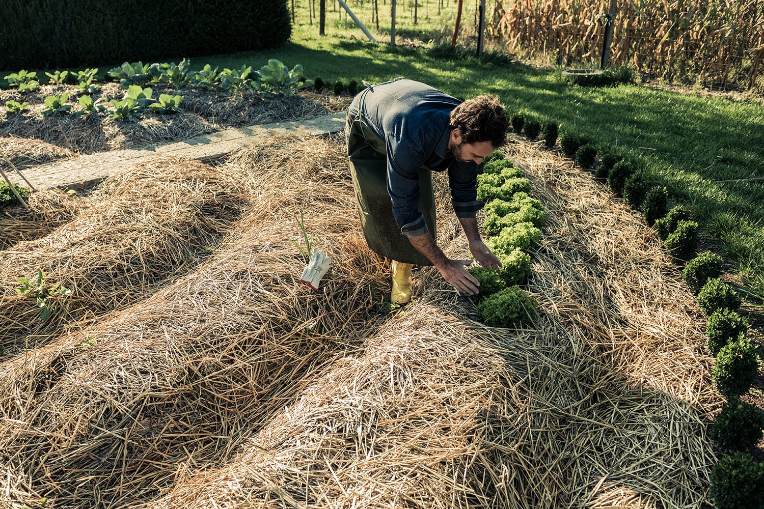 homme-plante-legume-permaculture