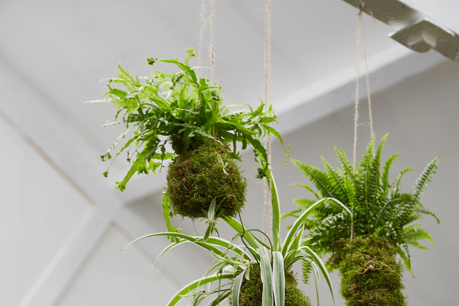 kokedama-suspendu kokedama suspendu