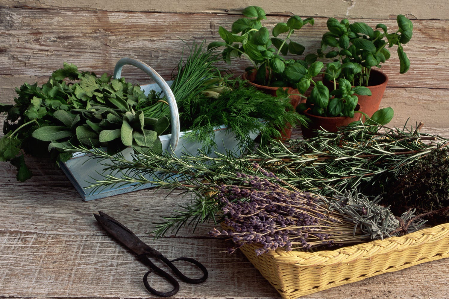 Conserver ses plantes aromatiques, conseils et idées