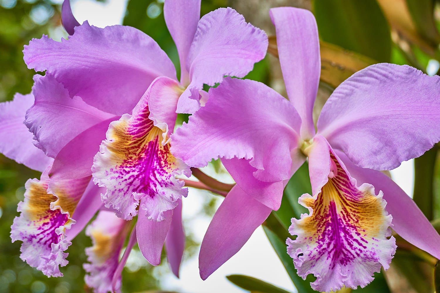 Comment choisir les pots des orchidées ? Journal des éditions Ulmer