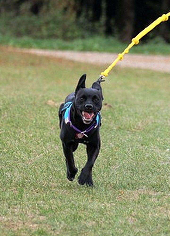 séance de canicross pour chien extérieur