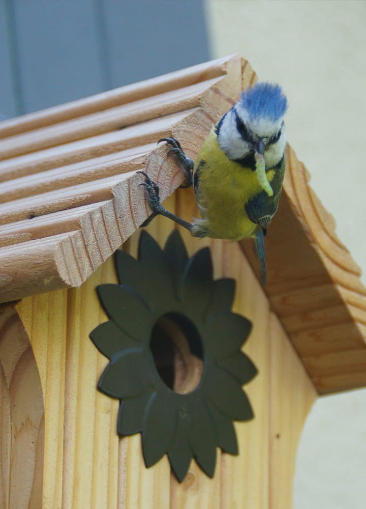 Invitez les oiseaux dans votre jardin