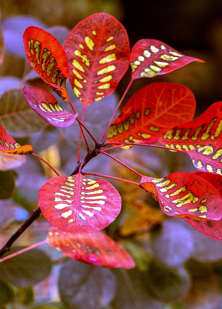 feuillage de Cotinus à l'automne