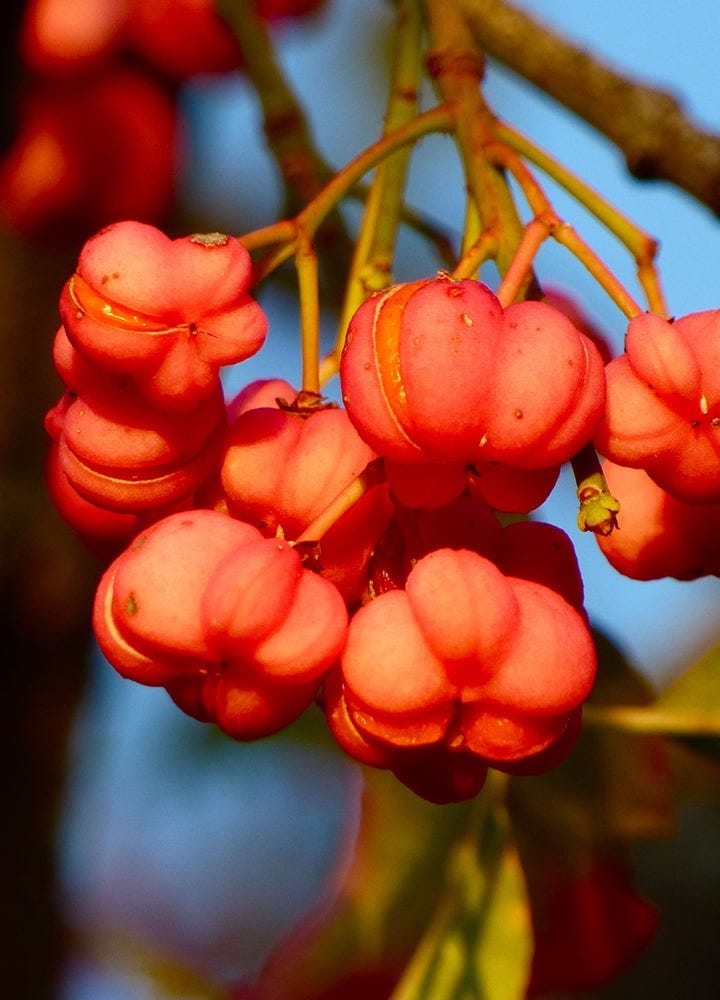 fruits de Fusain à l'automne