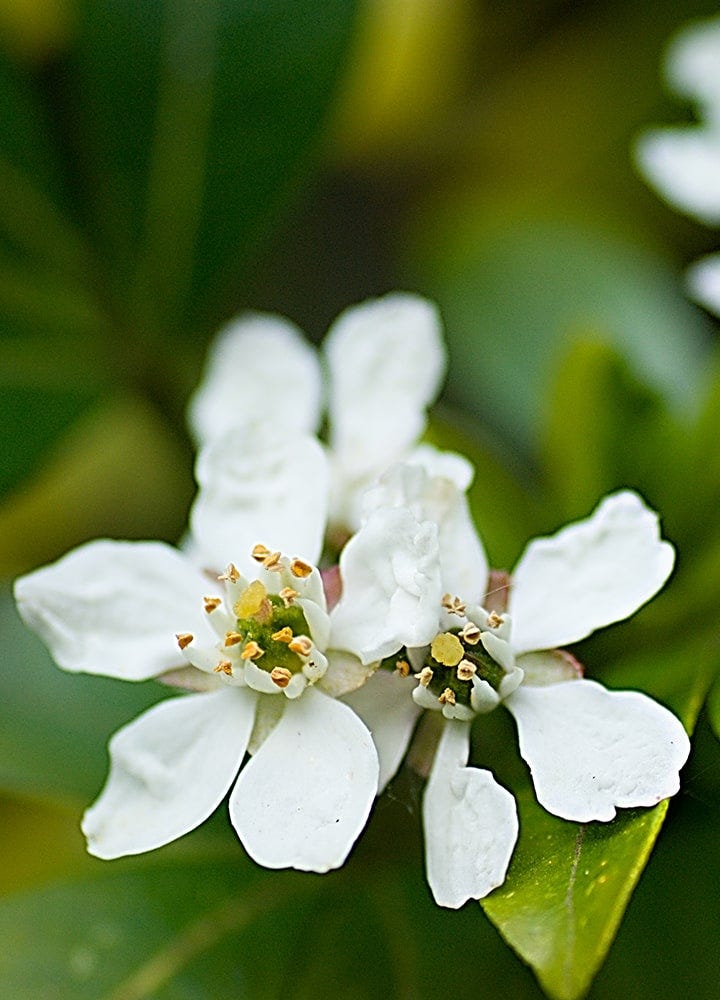 Fleurs d'Oranger du Mexique