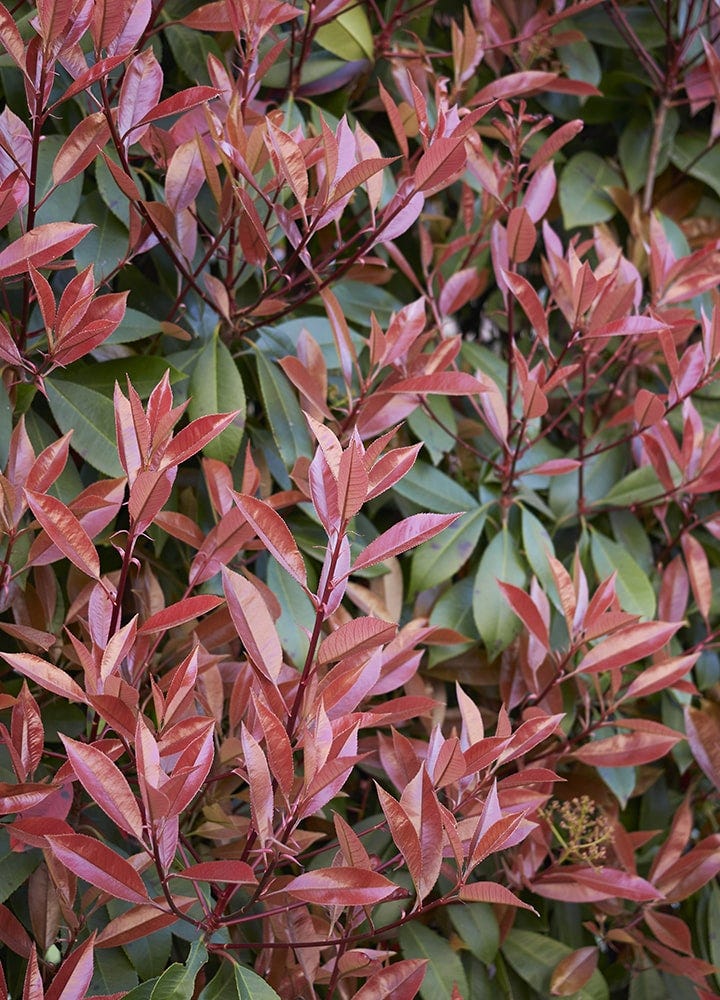 feuillage de Photinia