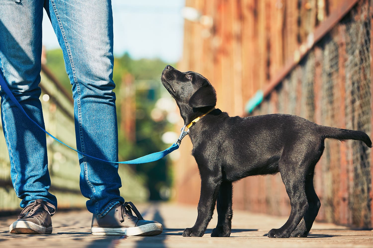 obéissance du chien en laisse