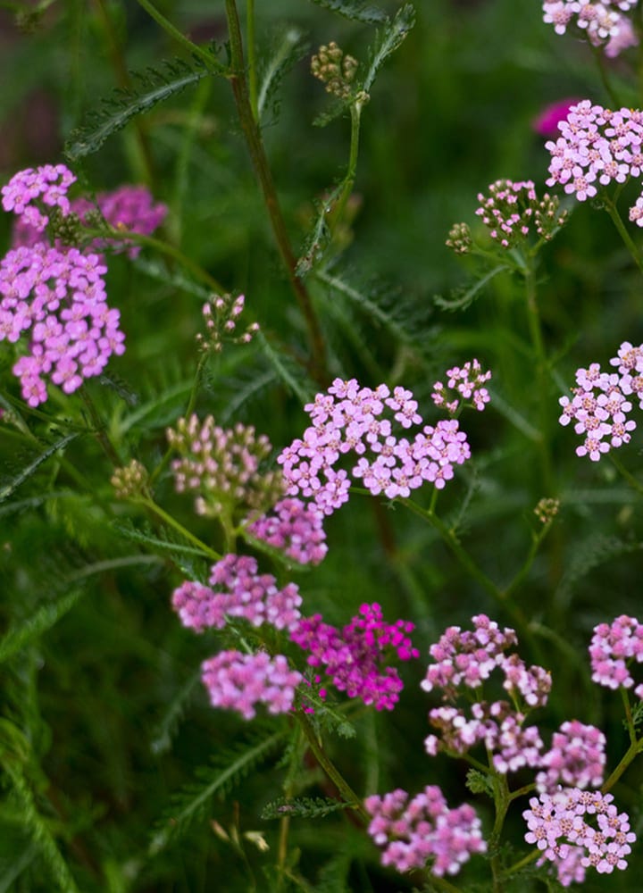 plantation achillées fleurs jardin plantation jardin achillées
