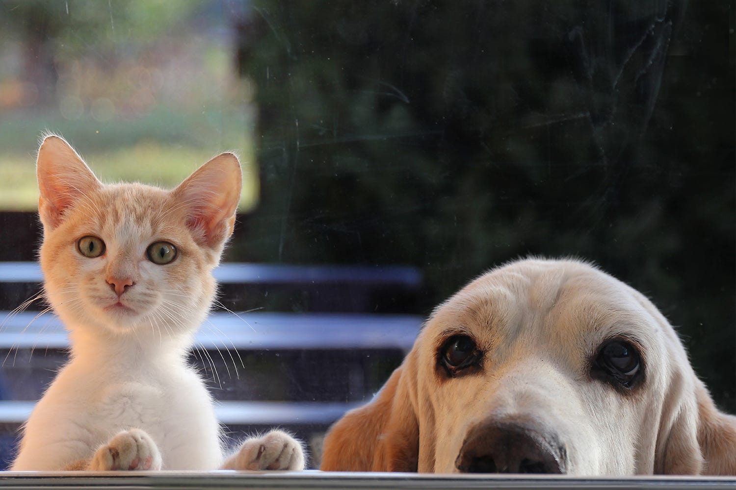 Comment allier bien-être et sécurité pour son animal de compagnie en vacances ?