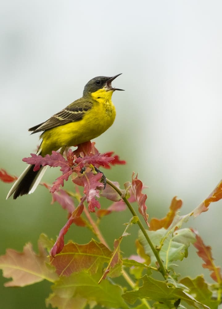 Attirer les oiseaux au jardin avec des arbres