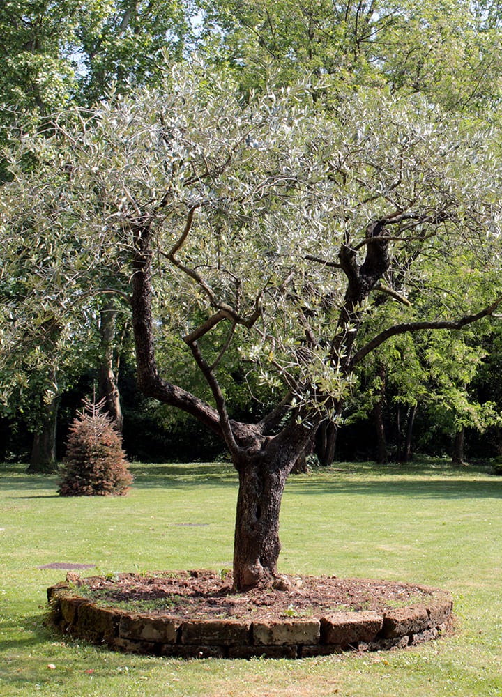 jardin avec arbre d'ornement