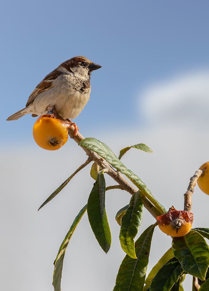 arbre fruitier jardin avec oiseau