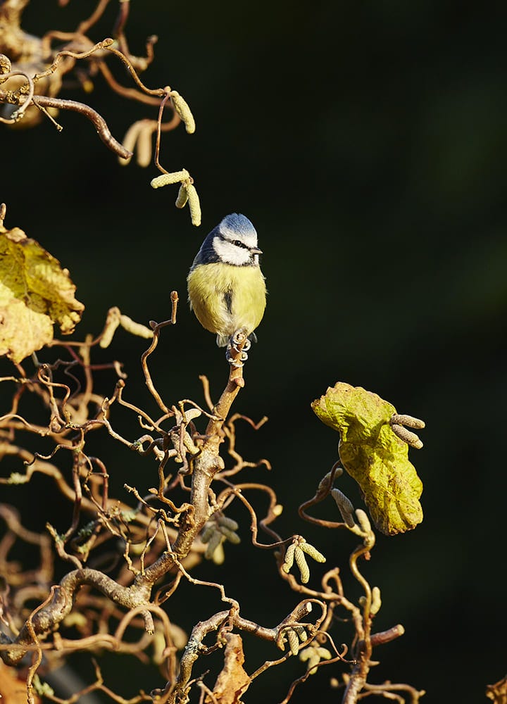 noisetier jardin avec mésange