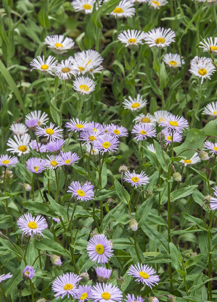 plantation asters fleurs jardin plantation jardin asters