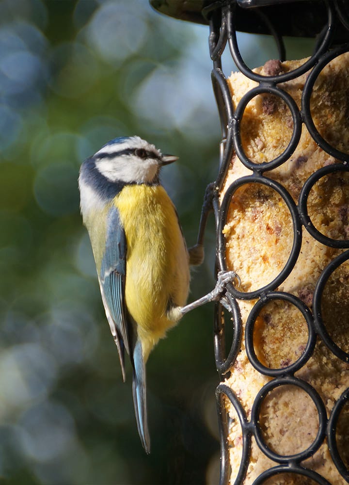 Boules de graisse pour nourrir les oiseaux