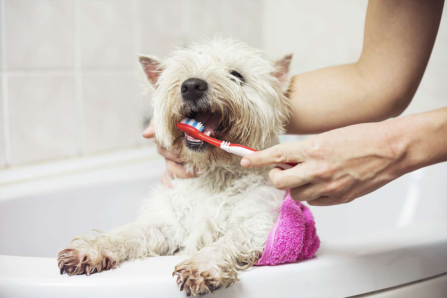 brossage des dents du chien brosse a dent chien