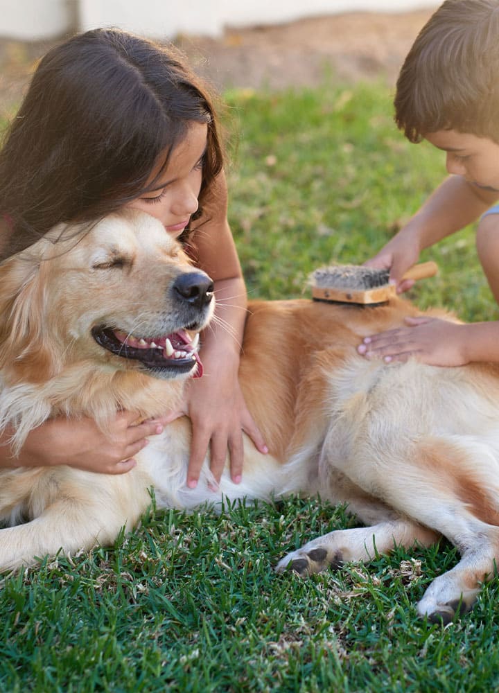 brossage poils du chien