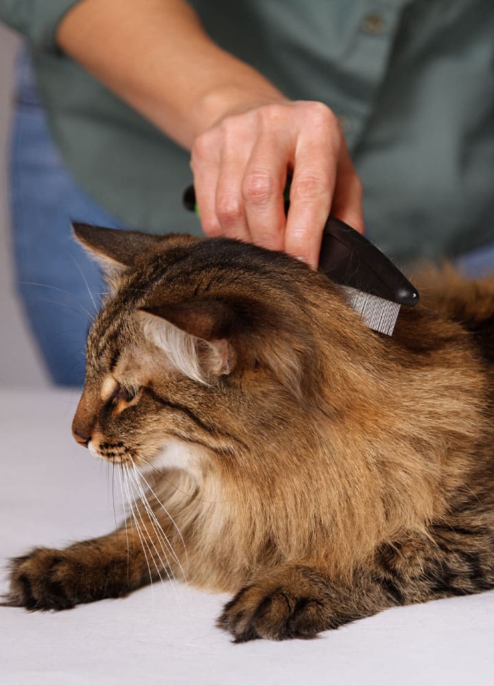 brosse poils pour hygiène du chat brossage des poils chat