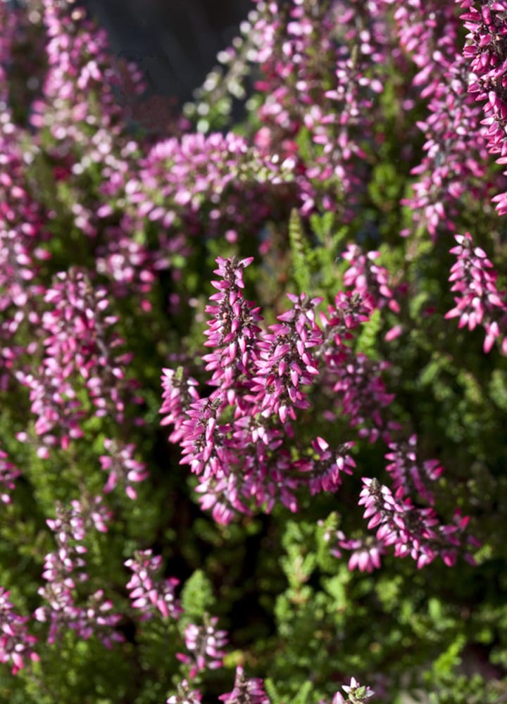 plantation bruyères fleurs jardin plantation jardin bruyères