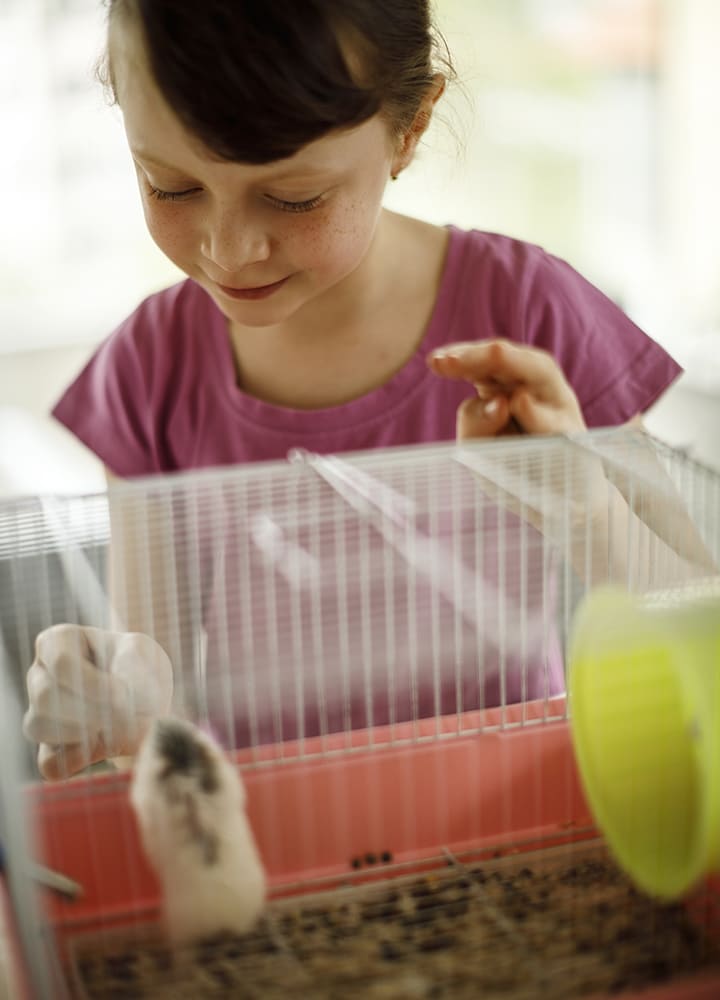 habitat pour rongeur