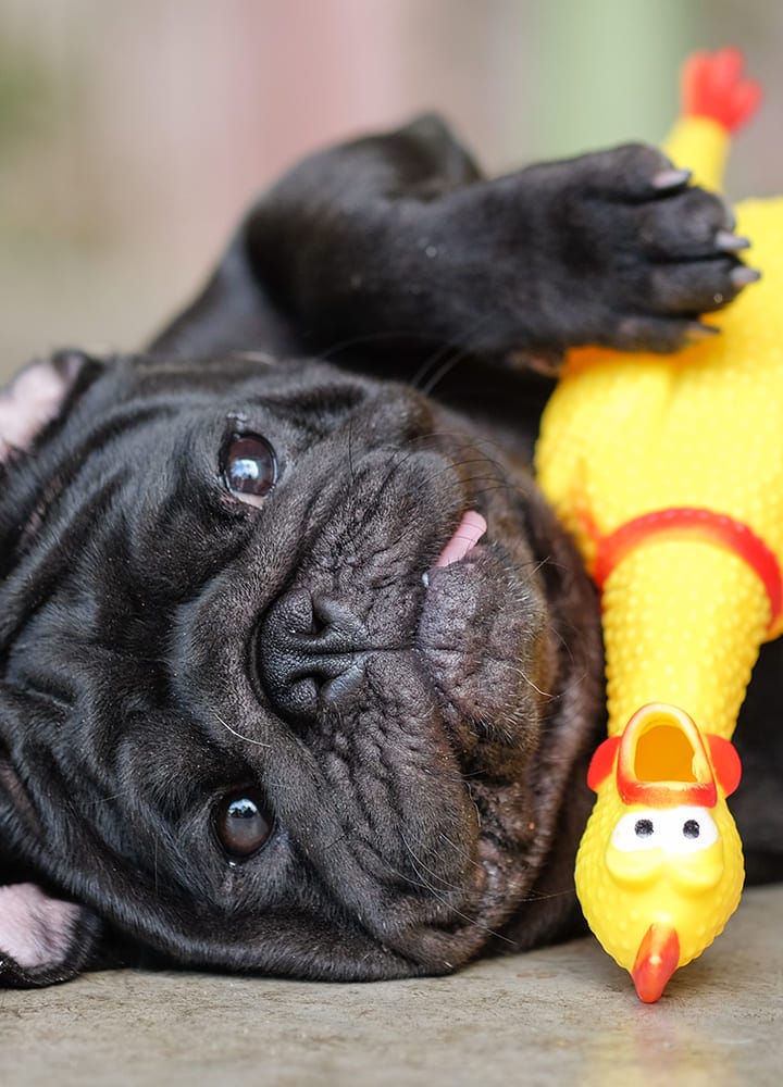 chien avec un jouet entre les pattes