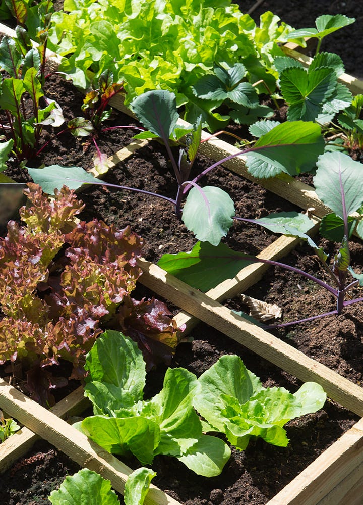 carré potager avec séparations