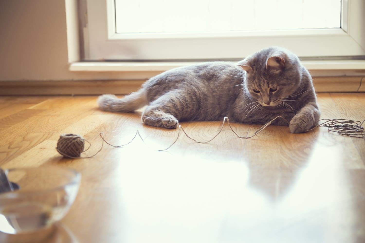 chat qui joue avec de la ficelle chat qui joue avec de la ficelle